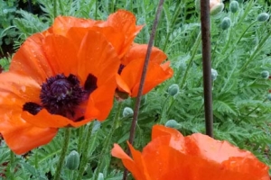 Poppy 'Brilliant' 